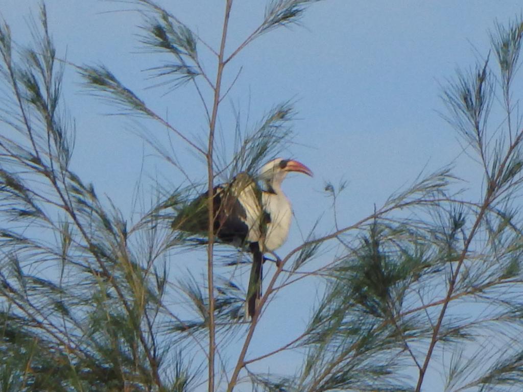 Bazouk Du Saloum Ecolodge Mar Lodj Kültér fotó